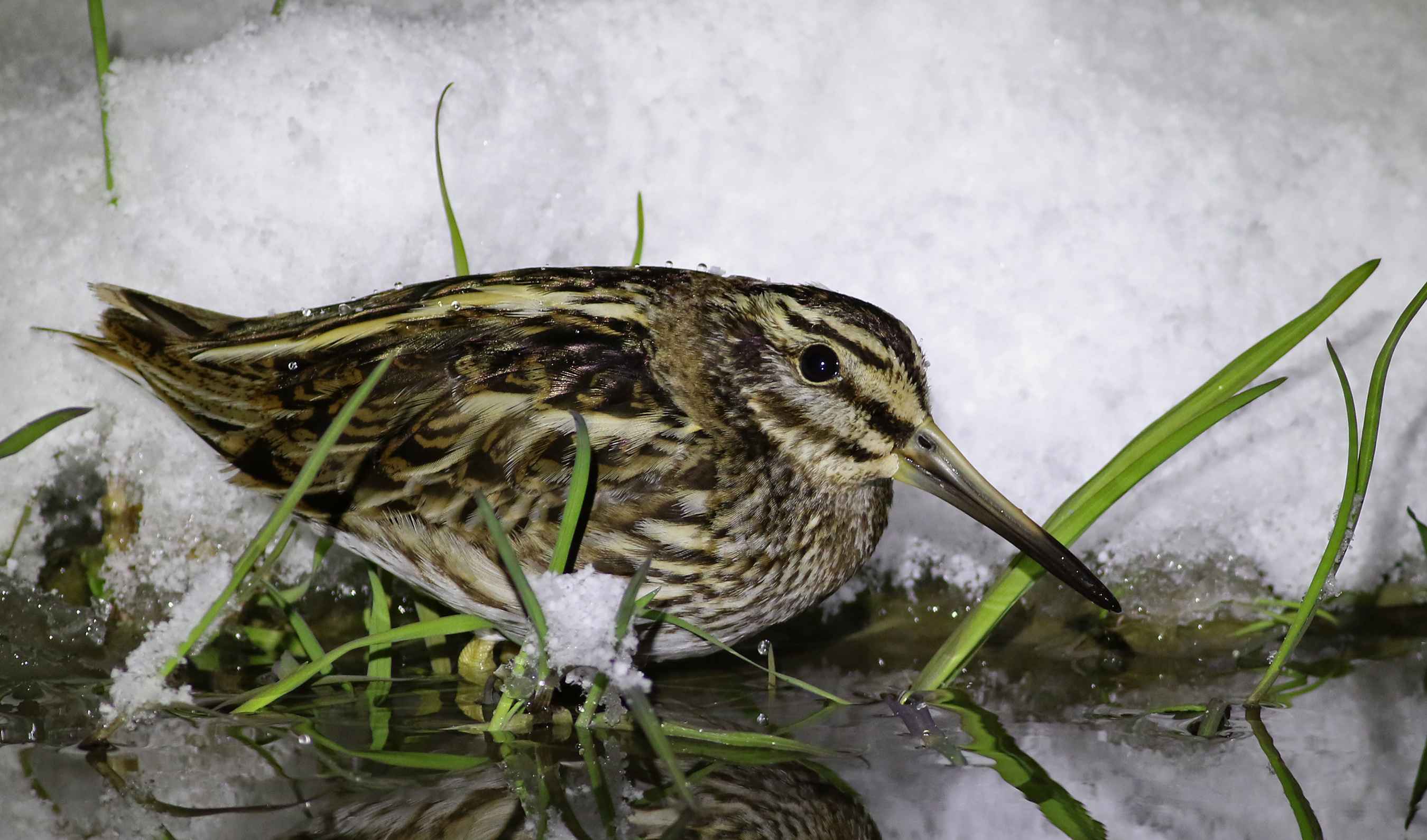 Jack Snipe
